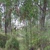 Endangered Woodland of Cumberland Plain, Western Sydney